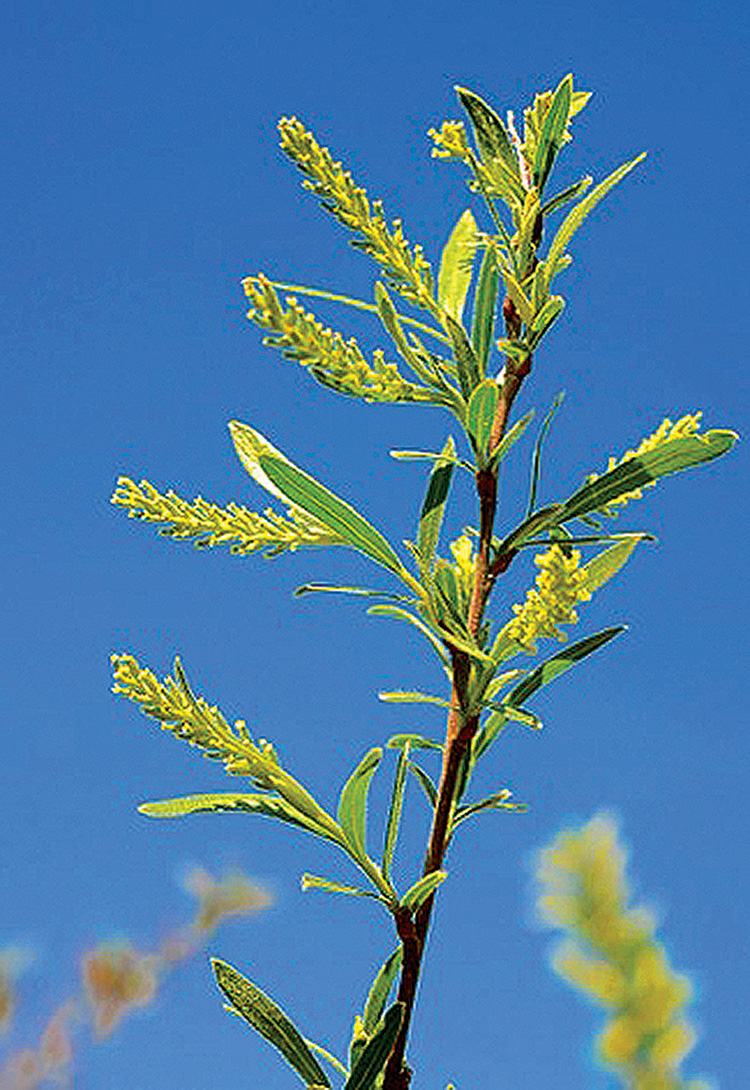 The Wild & Diverse World of Willows