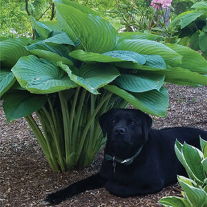 2023 Hostas Of The Year